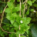 Stellaria media (L.) Vill.Stellaria media (L.) Vill.