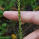 Sporobolus indicus (L.) R. Br.Sporobolus indicus (L.) R. Br.