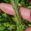 Anthoxanthum amarum Brot.Anthoxanthum amarum Brot.