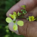 Raphanus raphanistrum L.Raphanus raphanistrum L.