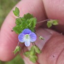 Veronica persica Poir.Veronica persica Poir.