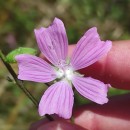 Malva tournefortiana L.Malva tournefortiana L.