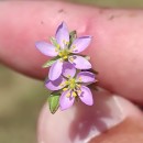 Spergularia rubra (L.) J. & C. PreslSpergularia rubra (L.) J. & C. Presl