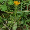 Calendula arvensis L.Calendula arvensis L.