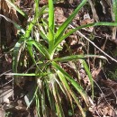 Luzula sylvatica (Huds.) Gaudin subsp. henriquesii (Degen) P. SilvaLuzula sylvatica (Huds.) Gaudin subsp. henriquesii (Degen) P. Silva