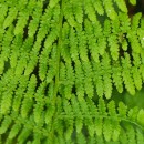 Athyrium filix-femina (L.) RothAthyrium filix-femina (L.) Roth