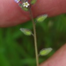 Myosotis discolor Pers. subsp. dubia (Arrond.) BlaiseMyosotis discolor Pers. subsp. dubia (Arrond.) Blaise
