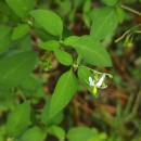 Solanum chenopodioides Lam.Solanum chenopodioides Lam.