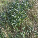 Pittosporum tobira (Thunb.) W.T. AitonPittosporum tobira (Thunb.) W.T. Aiton