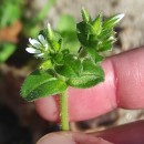 Cerastium glomeratum Thuill.Cerastium glomeratum Thuill.