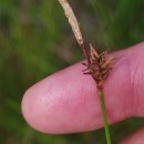 Carex durieui Steud. ex KunzeCarex durieui Steud. ex Kunze