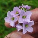 Cardamine pratensis  L.Cardamine pratensis  L.