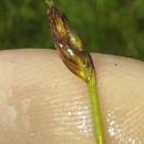 Eleocharis multicaulis (Sm.) Desv.Eleocharis multicaulis (Sm.) Desv.