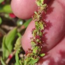 Rumex bucephalophorus L. subsp. hispanicus (Steinh.) Rech. fil.Rumex bucephalophorus L. subsp. hispanicus (Steinh.) Rech. fil.