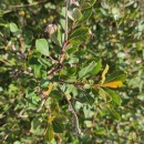 Salix atrocinerea Brot.Salix atrocinerea Brot.