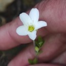 Arenaria montana L.Arenaria montana L.
