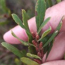 Myrica gale L.Myrica gale L.