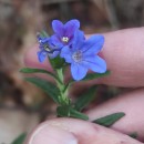 Glandora prostrata (Loisel.) D.C.ThomasGlandora prostrata (Loisel.) D.C.Thomas