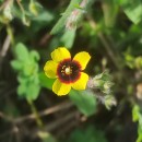 Tuberaria guttata (L.) Fourr.Tuberaria guttata (L.) Fourr.