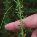 Genista berberidea LangeGenista berberidea Lange
