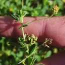 Medicago lupulina L.Medicago lupulina L.