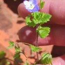 Veronica persica Poir.Veronica persica Poir.