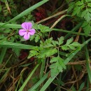 Geranium robertianum L.Geranium robertianum L.