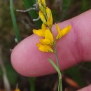 Genista micrantha OrtegaGenista micrantha Ortega