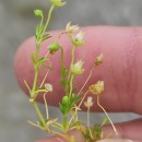 Sagina procumbens L.Sagina procumbens L.