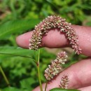 Persicaria lapathifolia (L.) Gray subsp. lapathifoliaPersicaria lapathifolia (L.) Gray subsp. lapathifolia