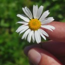 Anthemis arvensis L. subsp. arvensisAnthemis arvensis L. subsp. arvensis