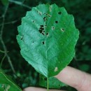 Alnus lusitanica Vít, Douda & MandákAlnus lusitanica Vít, Douda & Mandák