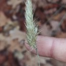 Cynosurus echinatus L.Cynosurus echinatus L.