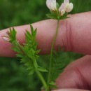 Ornithopus sativus Brot.Ornithopus sativus Brot.