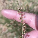 Calluna vulgaris (L.) HullCalluna vulgaris (L.) Hull