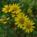 Jacobaea aquatica (Hill) G.Gaertn., B.Mey. & Scherb.Jacobaea aquatica (Hill) G.Gaertn., B.Mey. & Scherb.