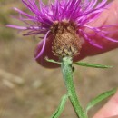 Centaurea nigra L. subsp. rivularis (Brot.) Cout.Centaurea nigra L. subsp. rivularis (Brot.) Cout.