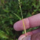 Poa infirma KunthPoa infirma Kunth