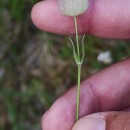 Silene uniflora RothSilene uniflora Roth
