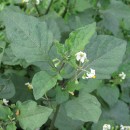 Solanum sp. L.Solanum sp. L.