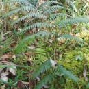 Woodwardia radicans (L.) Sm.Woodwardia radicans (L.) Sm.
