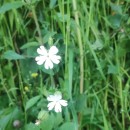Silene latifolia Poir.Silene latifolia Poir.