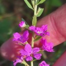 Lythrum junceum Banks & Sol.Lythrum junceum Banks & Sol.