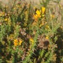 Ulex gallii Panch. subsp. breoganii (Castrov. & Valdés Berm.) Rivas Mart., T.E. Díaz, Fern. Prieto, Loidi & PenasUlex gallii Panch. subsp. breoganii (Castrov. & Valdés Berm.) Rivas Mart., T.E. Díaz, Fern. Prieto, Loidi & Penas