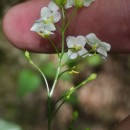 Crambe hispanica L.Crambe hispanica L.