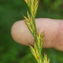 Lolium x boucheanum KunthLolium x boucheanum Kunth