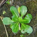 Samolus valerandi L.Samolus valerandi L.