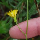 Crepis capillaris (L.) Wallr.Crepis capillaris (L.) Wallr.