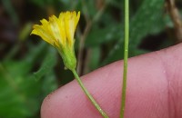 Crepis capillaris (L.) Wallr.Crepis capillaris (L.) Wallr.