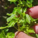 Mercurialis annua L.Mercurialis annua L.